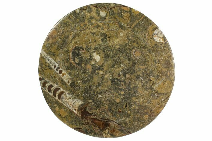 Fossil Orthoceras & Goniatite Round Plate - Stoneware #139498